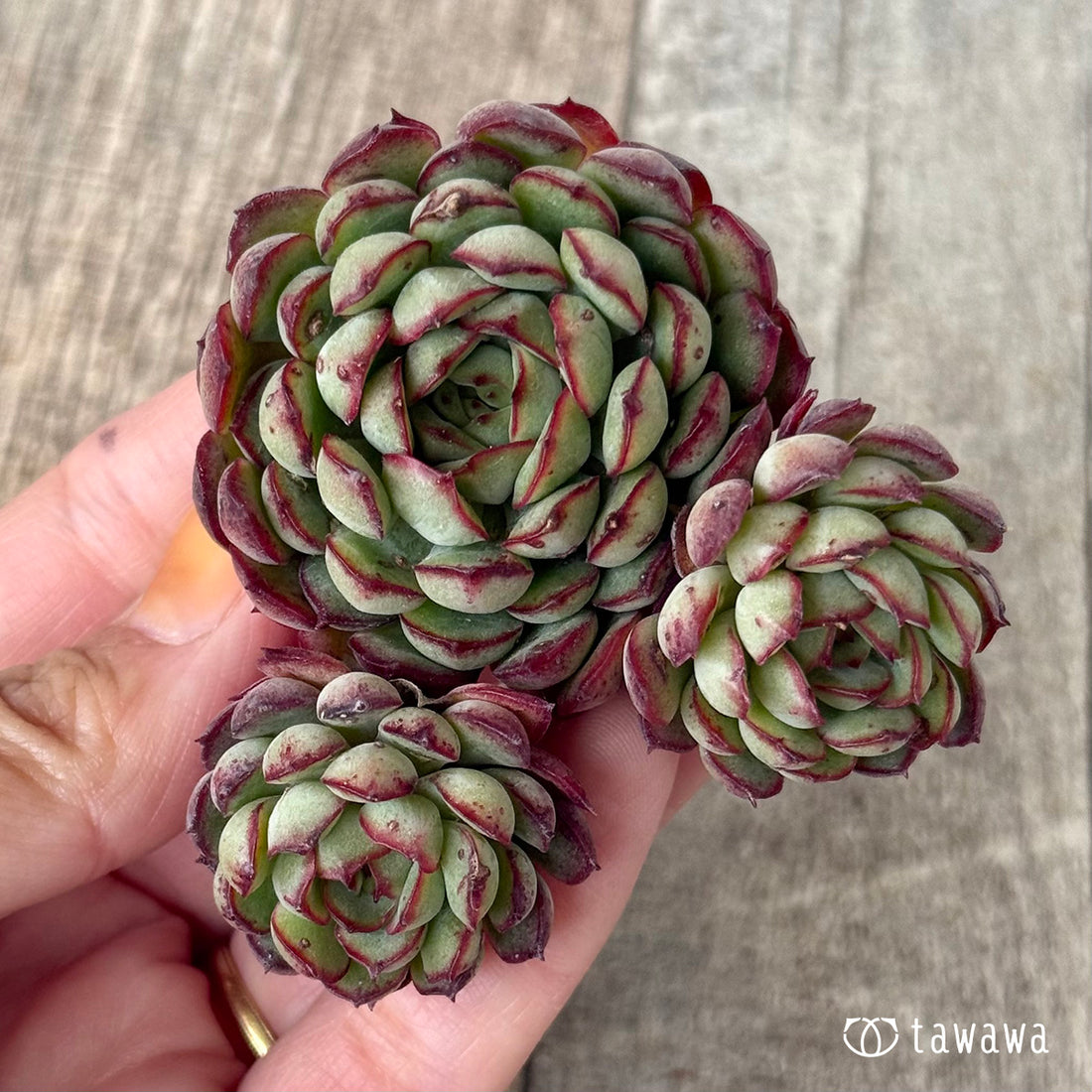 *新入荷①* ドリームローズ(エアーマジック農園苗)