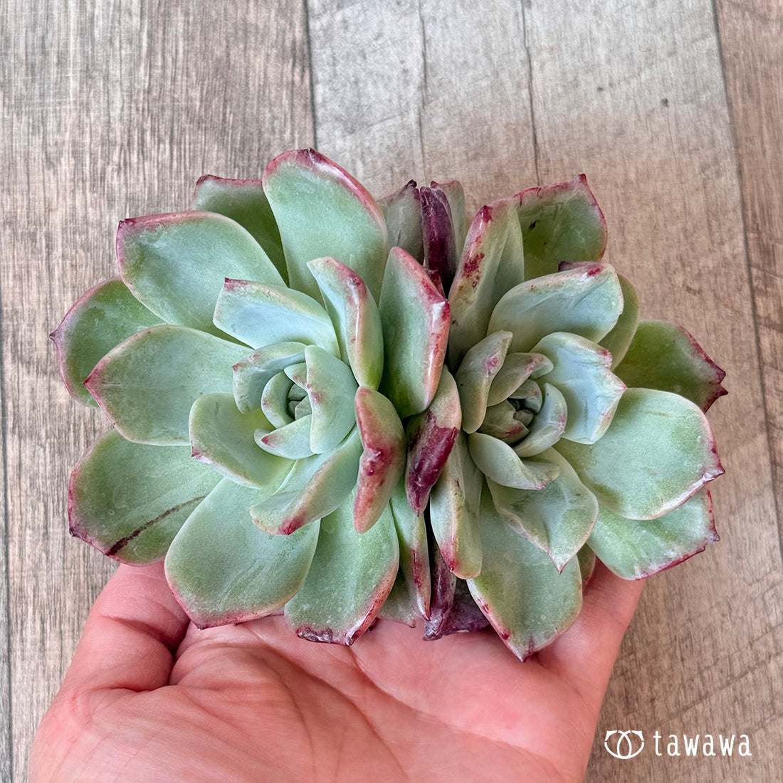 New Arrivals: Ice Green