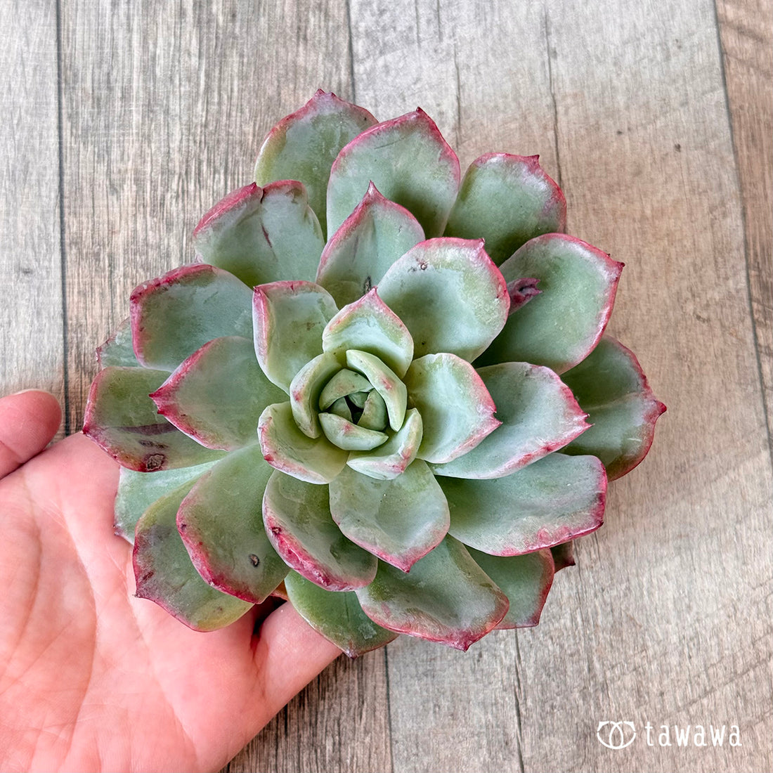 New Arrivals: Ice Green