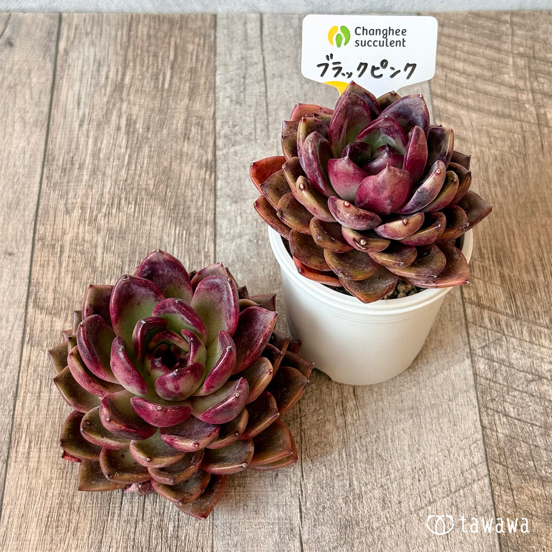 ブラックピンク(チャンヒー農園苗)