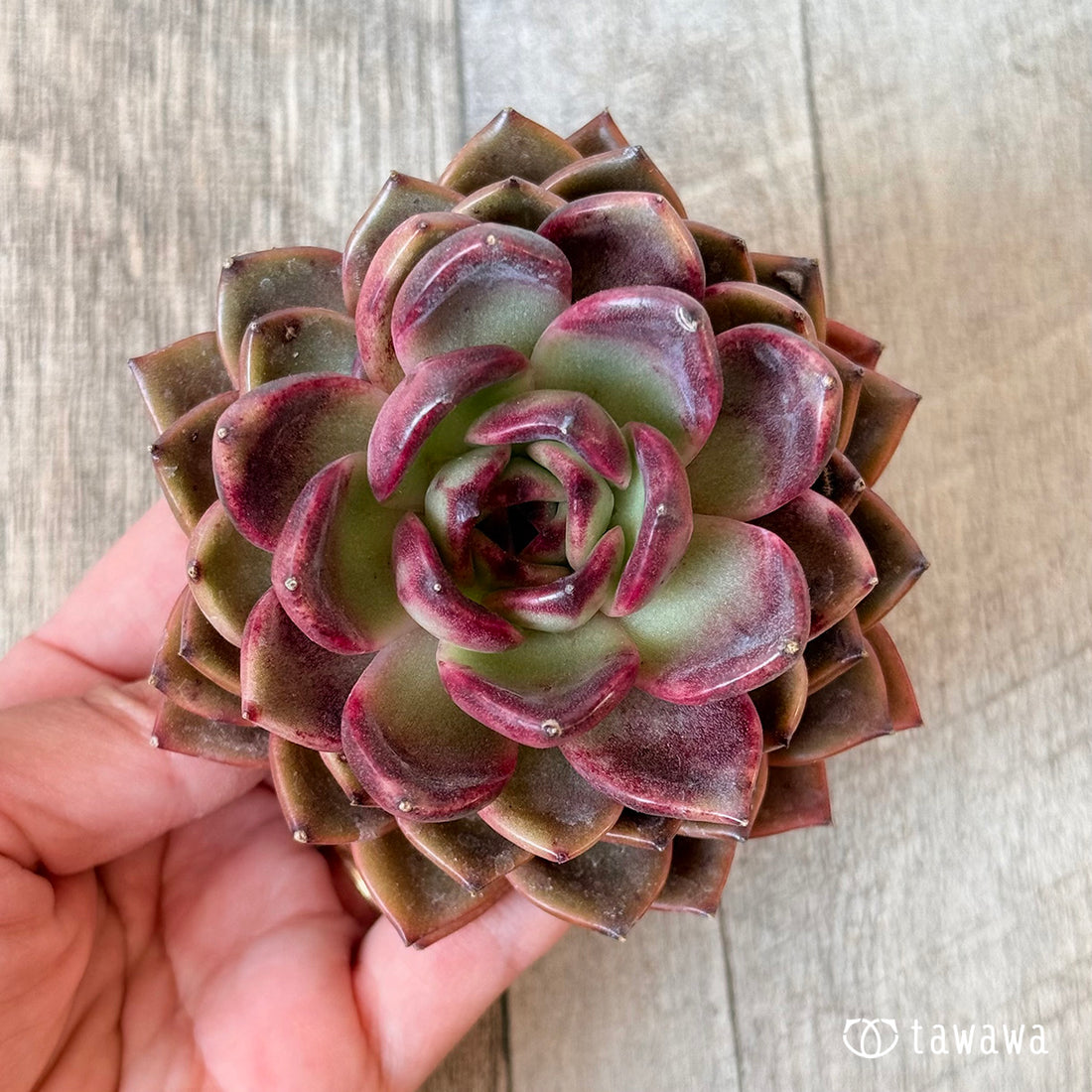 ブラックピンク(チャンヒー農園苗)