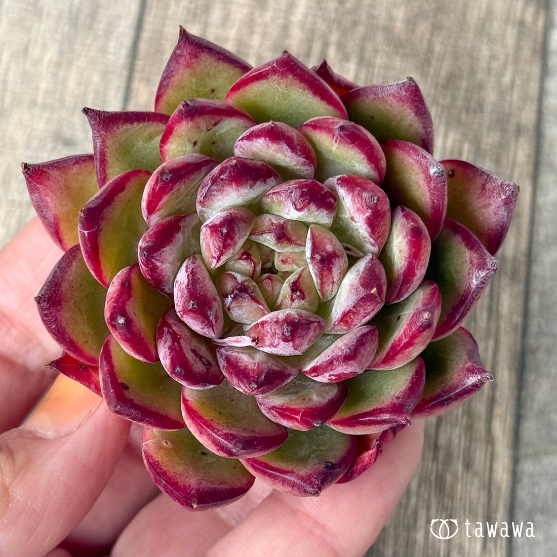 *新入荷①* コシ【2】(エアーマジック農園苗)