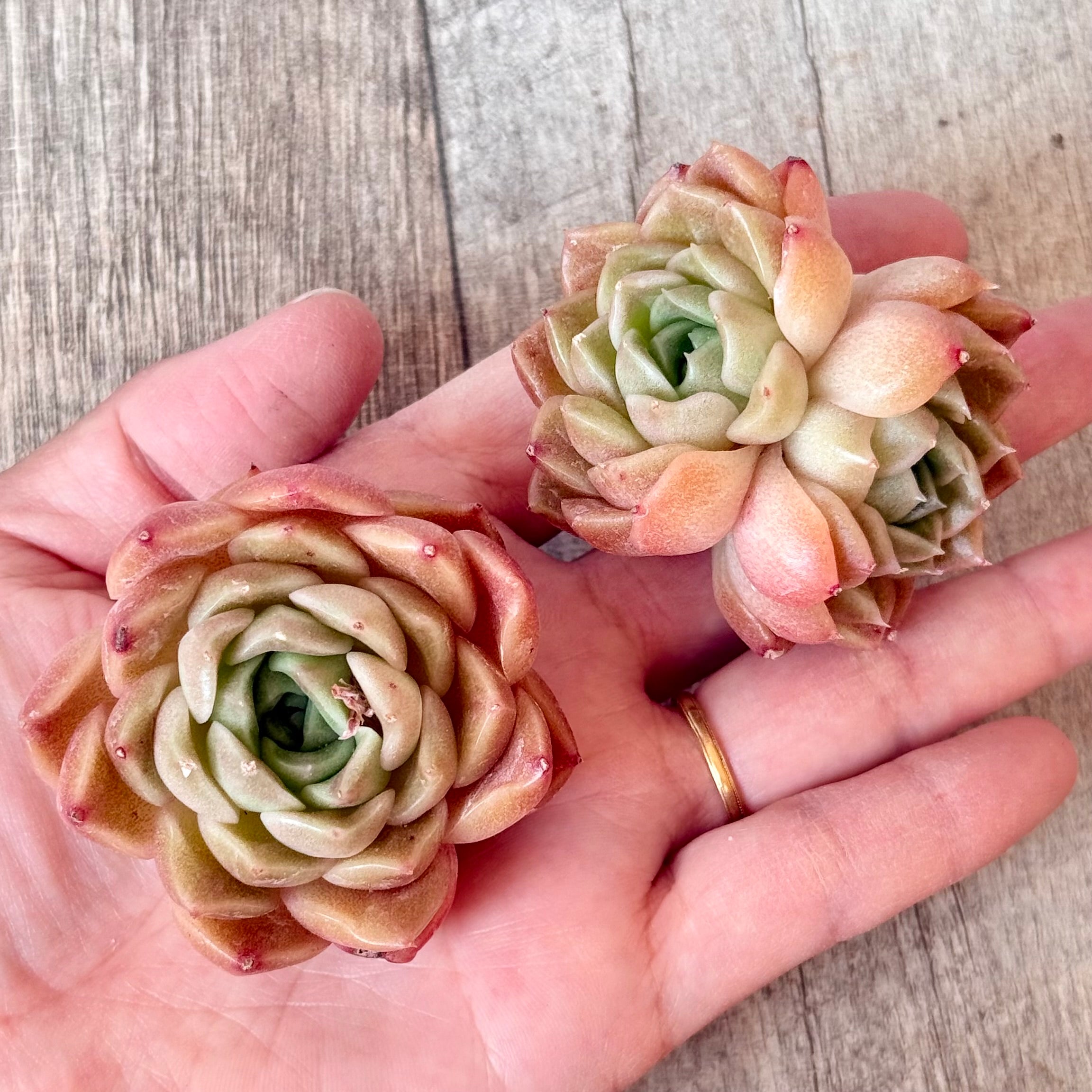New Arrivals: Ice Green