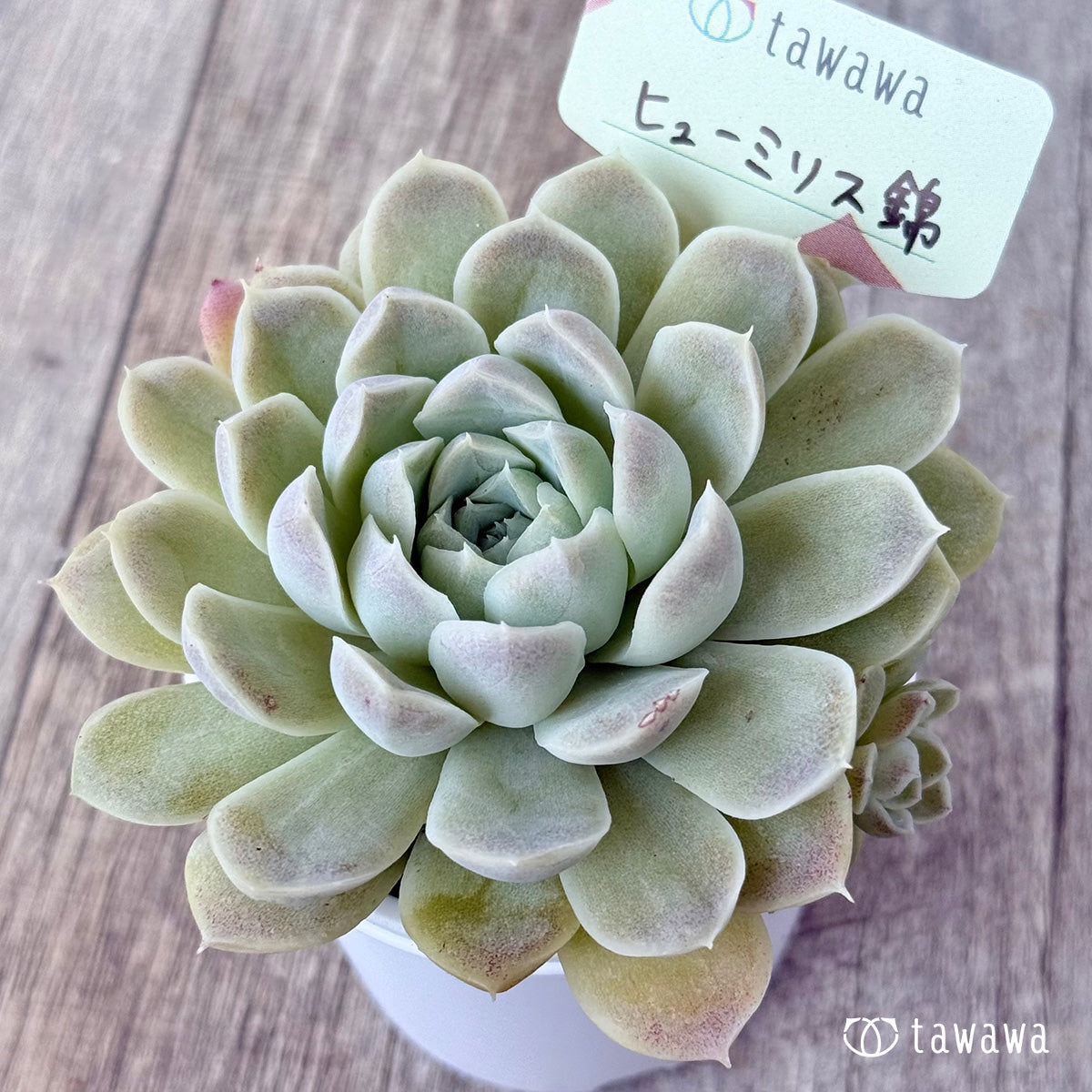 ヒューミリス錦①【tawawaハウス苗】 – 多肉植物の通販・販売サイト tawawa