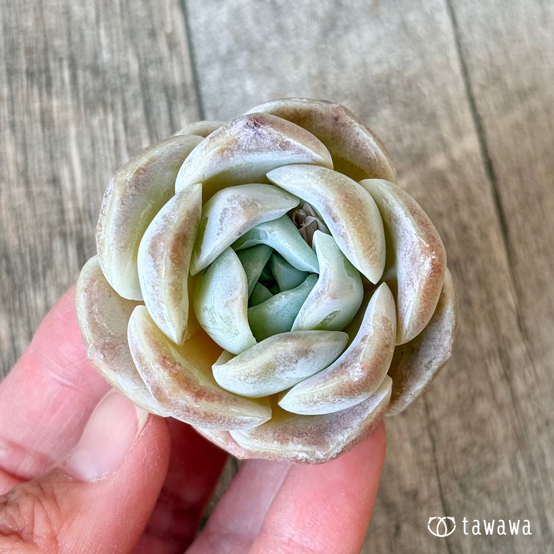 New Arrivals: Ice Green