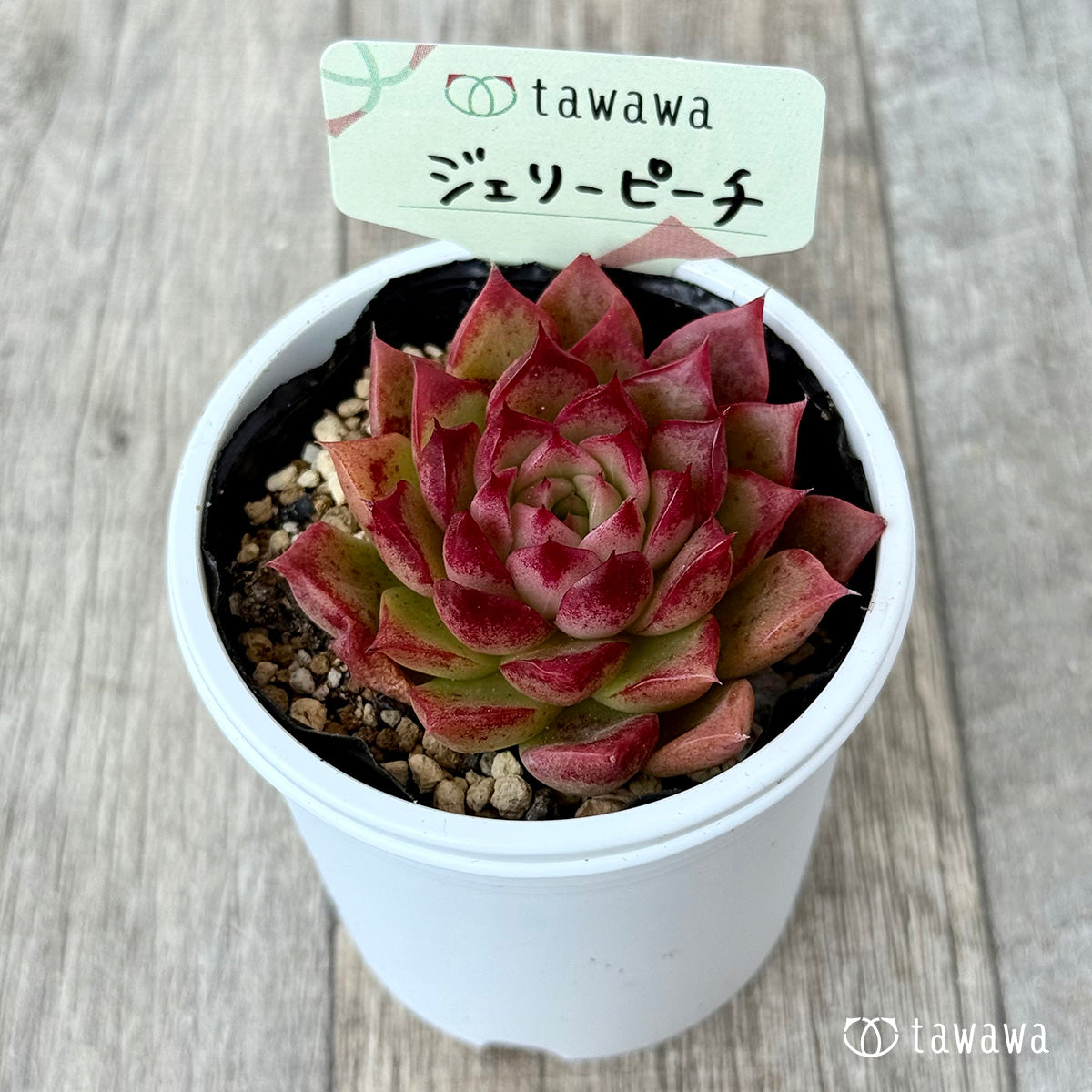 *新発売* ジェリーピーチ① 【tawawaハウス苗】