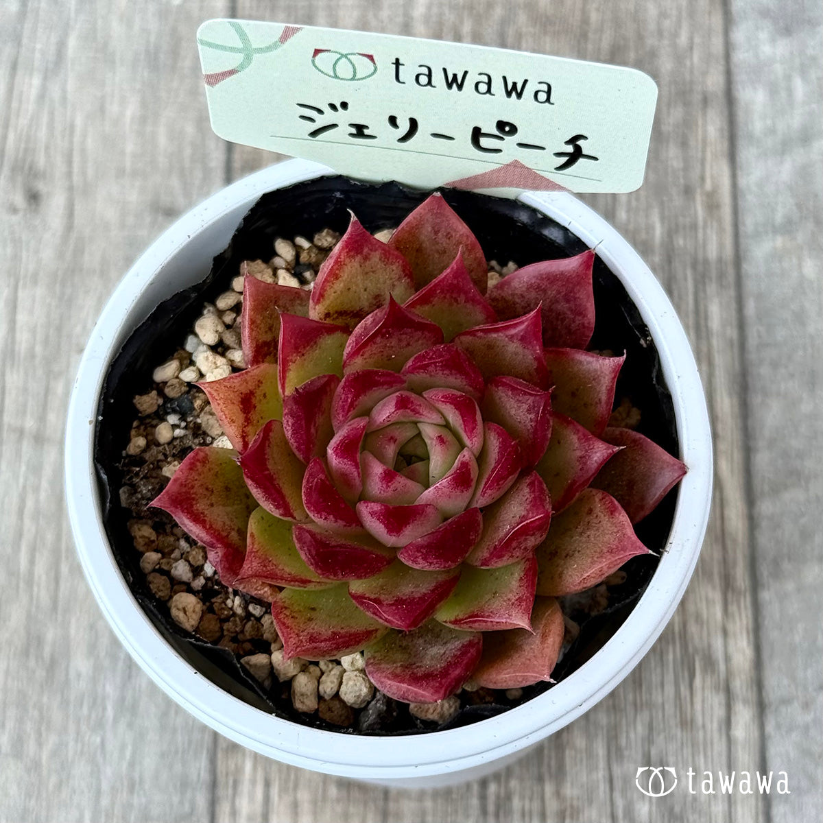 *新発売* ジェリーピーチ① 【tawawaハウス苗】