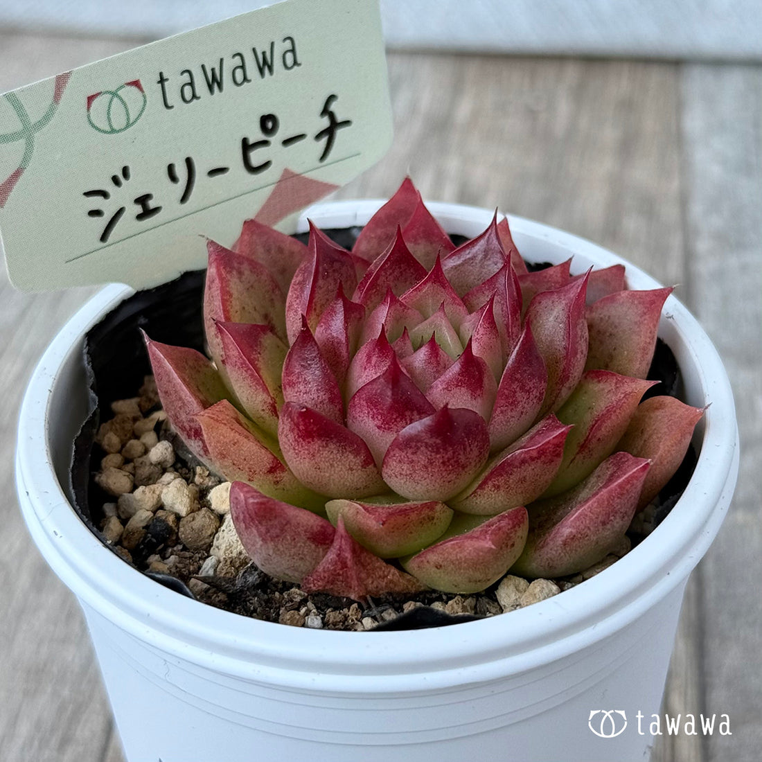 *新発売* ジェリーピーチ① 【tawawaハウス苗】