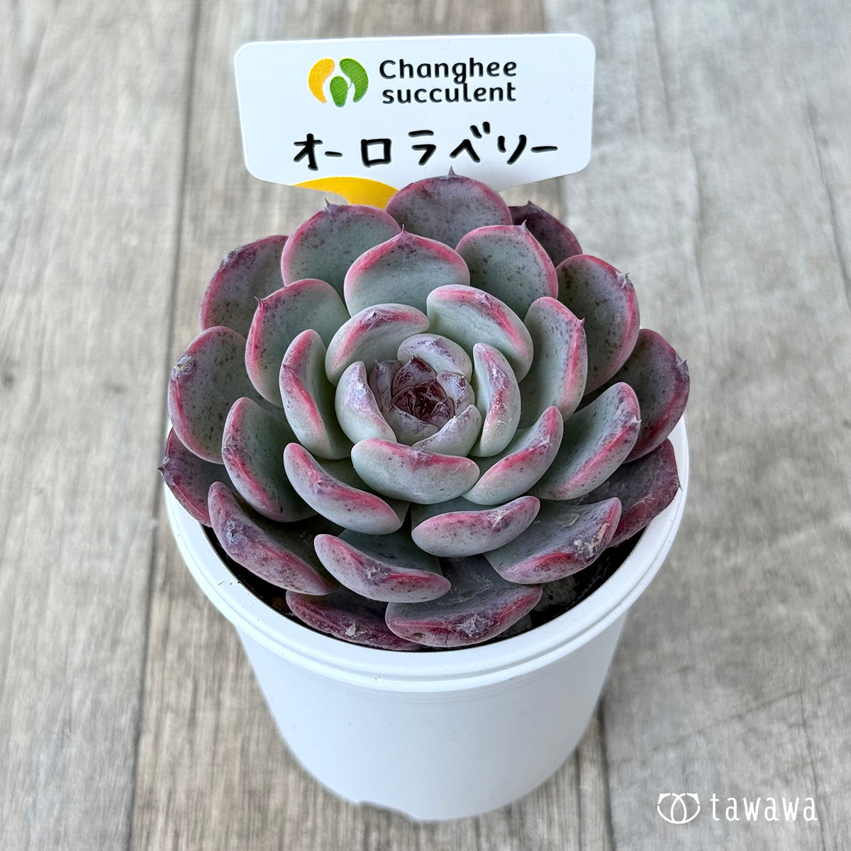 *新発売* オーロラベリー①(チャンヒー農園)【tawawaハウス苗】