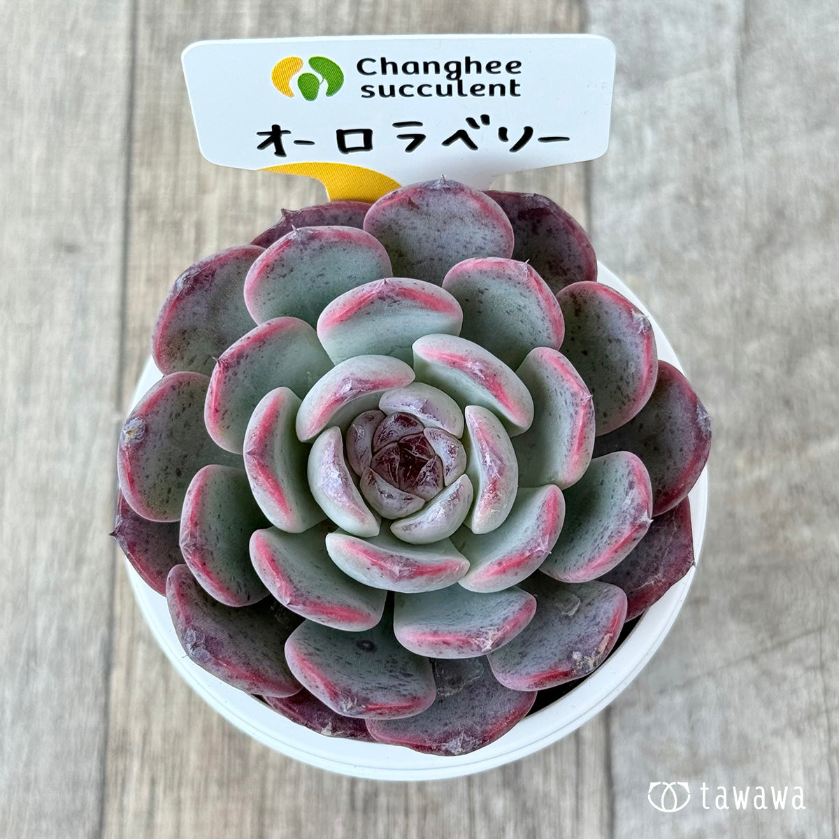 *新発売* オーロラベリー①(チャンヒー農園)【tawawaハウス苗】