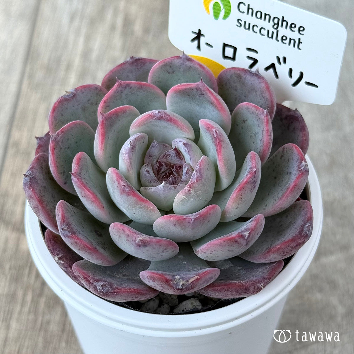 *新発売* オーロラベリー①(チャンヒー農園)【tawawaハウス苗】