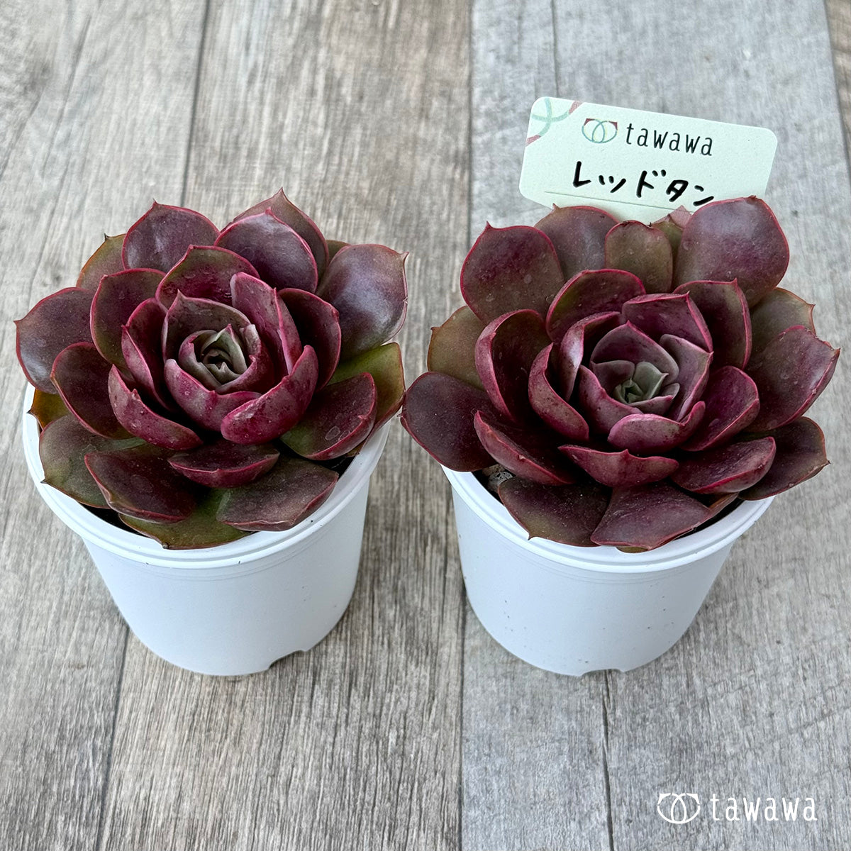 *新発売* レッドタン【tawawaハウス苗】