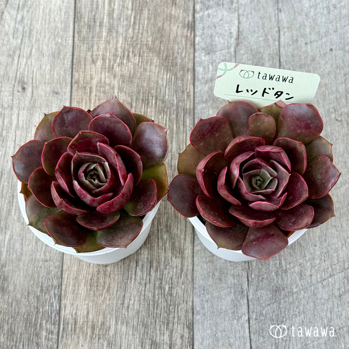 *新発売* レッドタン【tawawaハウス苗】