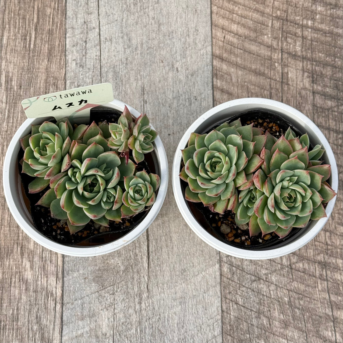 ムスカ 【tawawaハウス苗】