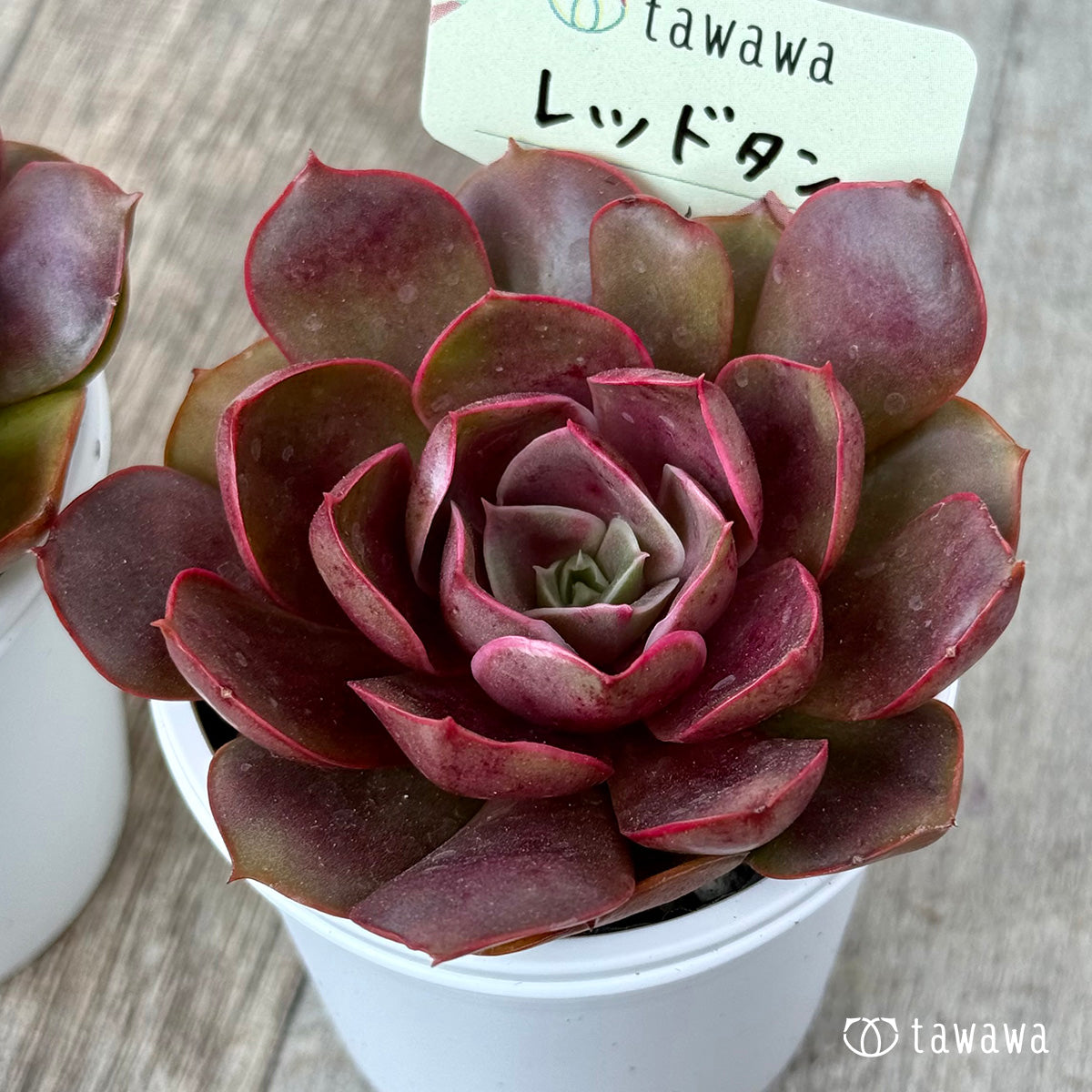 *新発売* レッドタン【tawawaハウス苗】