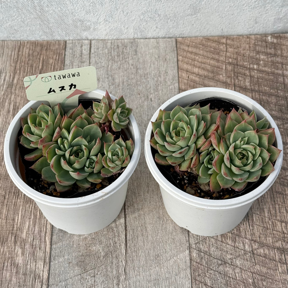 ムスカ 【tawawaハウス苗】