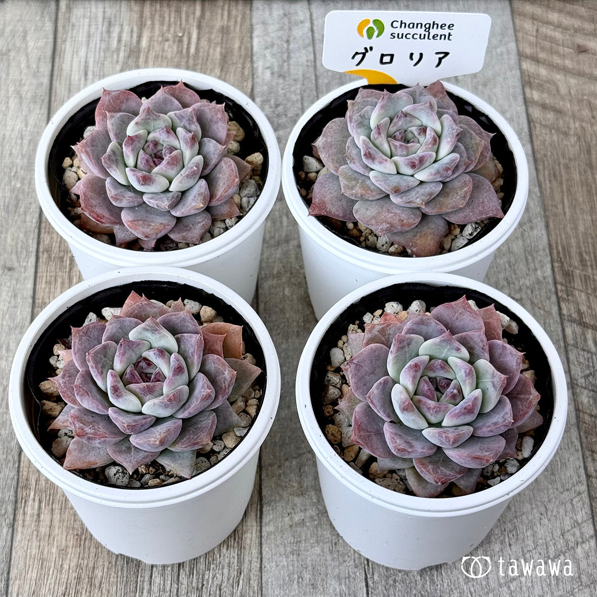 *新発売* グロリア【小】(チャンヒー農園)【tawawaハウス苗】