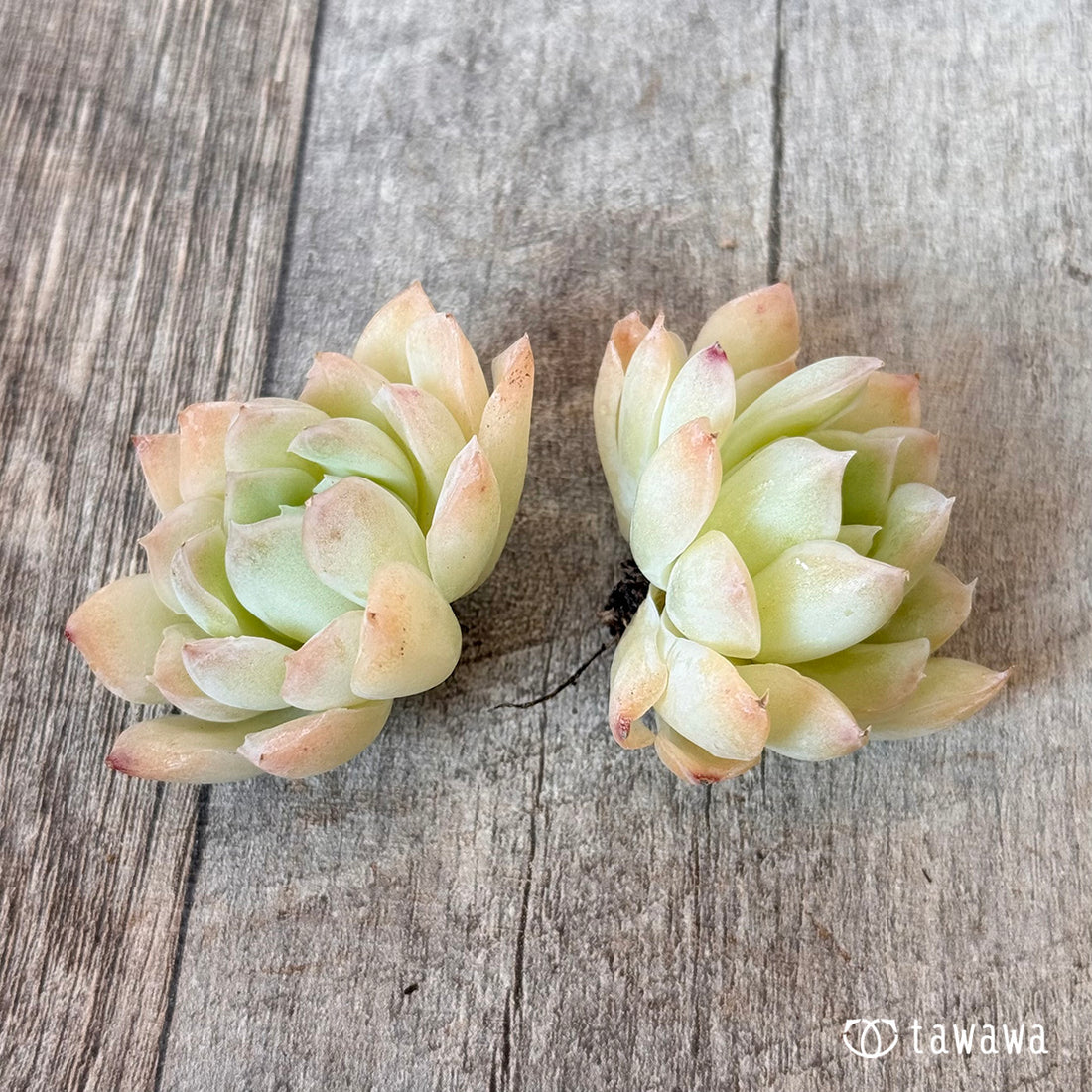 New Arrivals: Ice Green