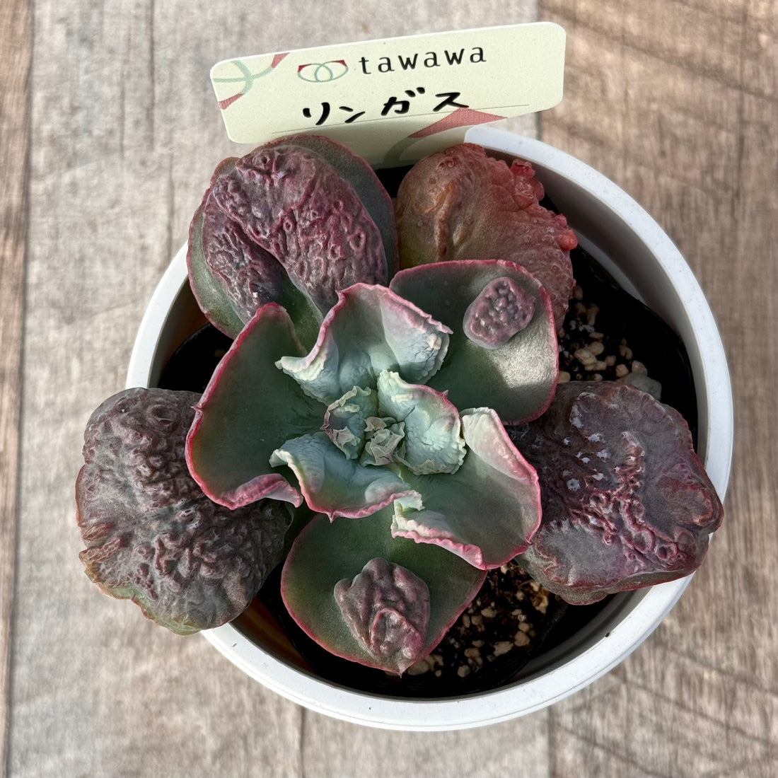 リンガス 【tawawaハウス苗】