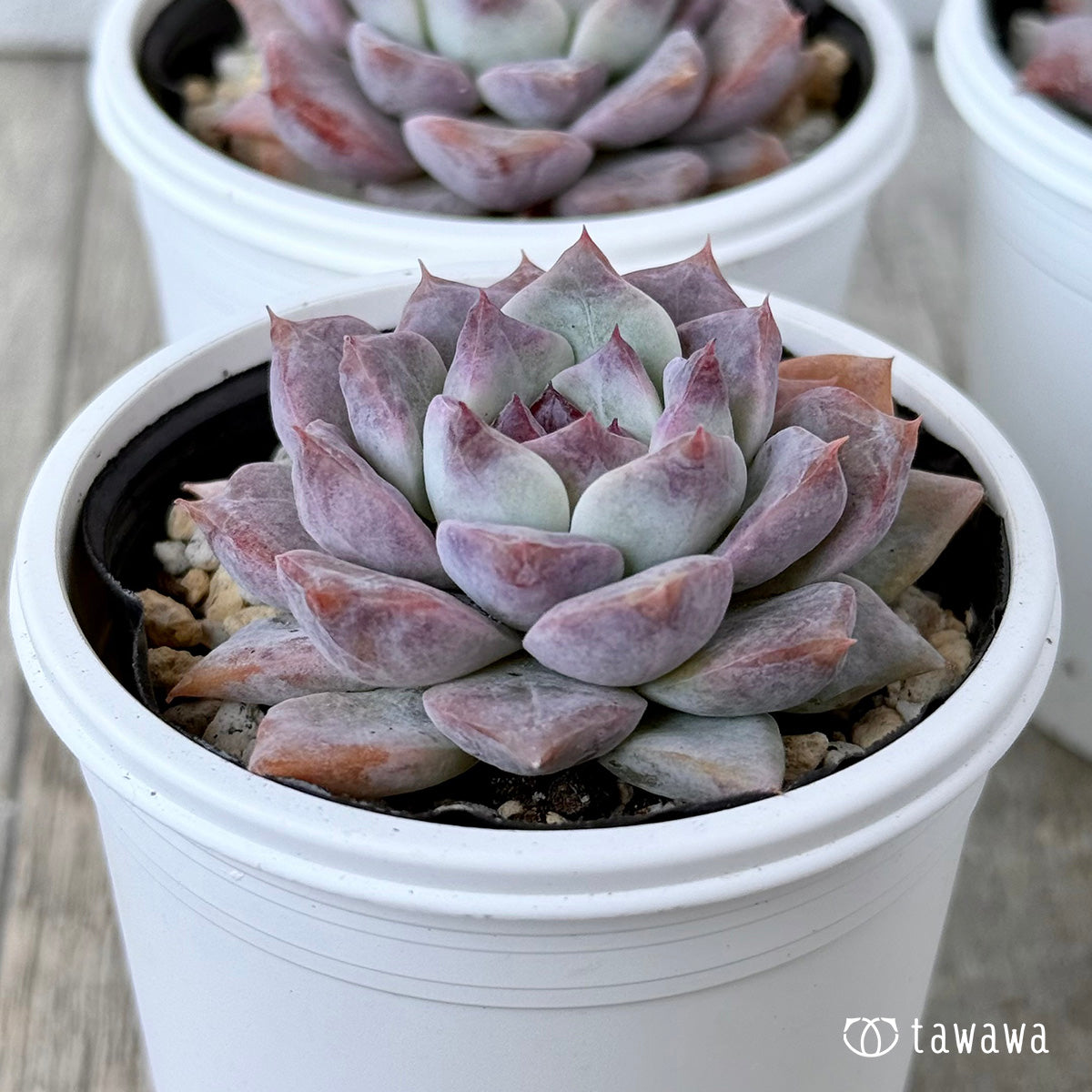 *新発売* グロリア【小】(チャンヒー農園)【tawawaハウス苗】