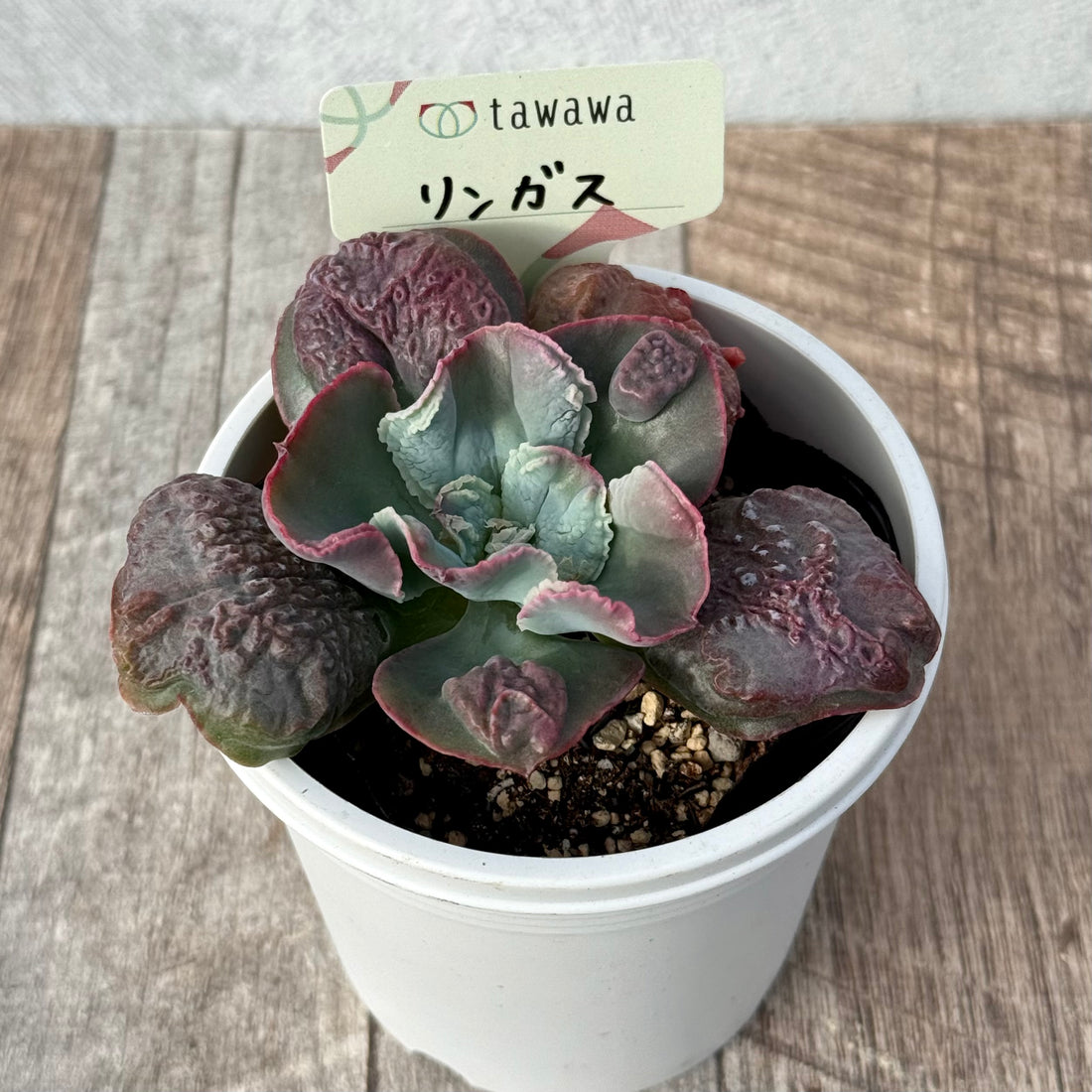 リンガス 【tawawaハウス苗】