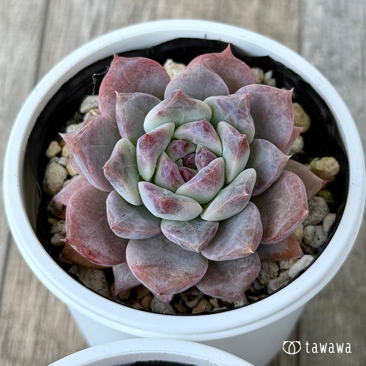 *新発売* グロリア【小】(チャンヒー農園)【tawawaハウス苗】