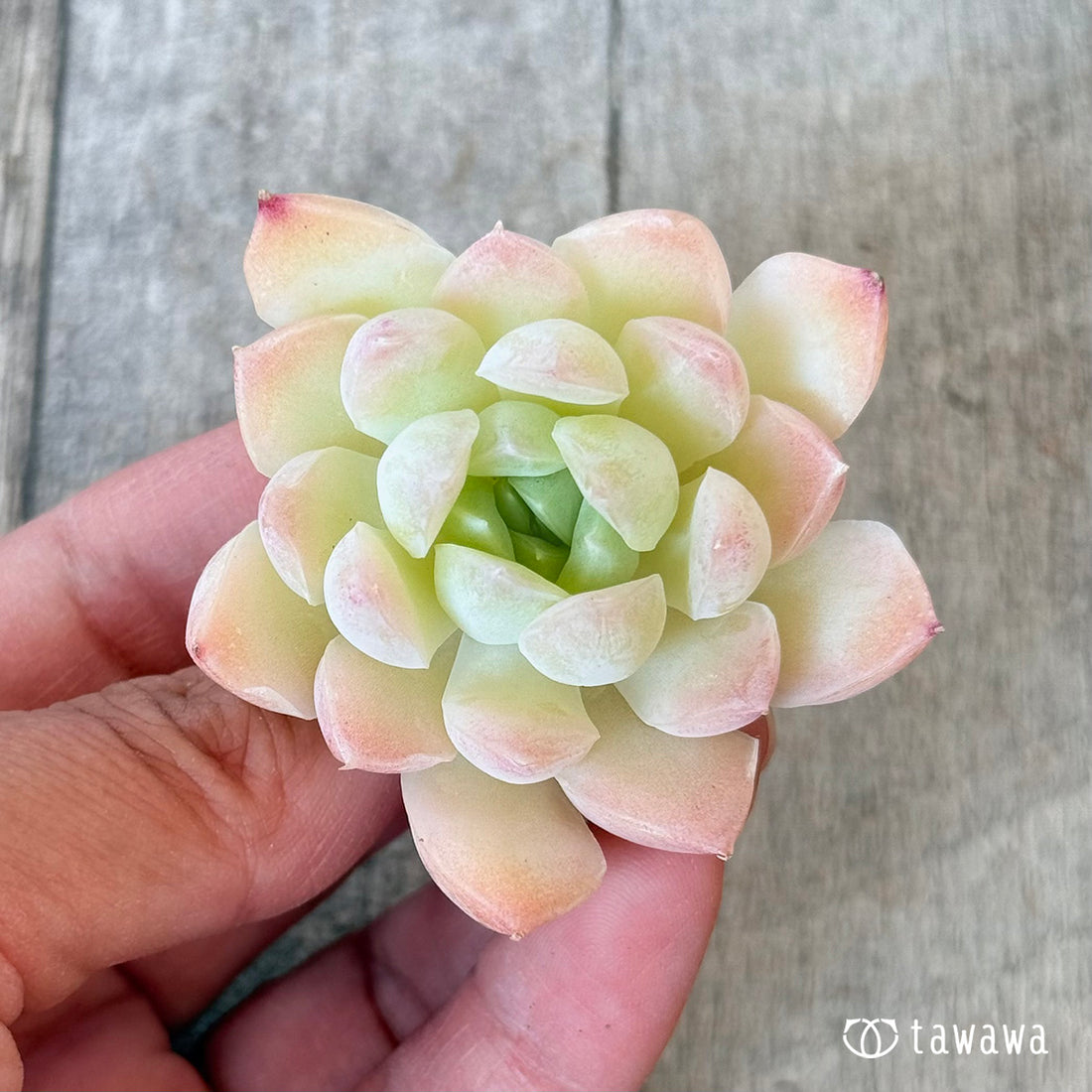 New Arrivals: Ice Green