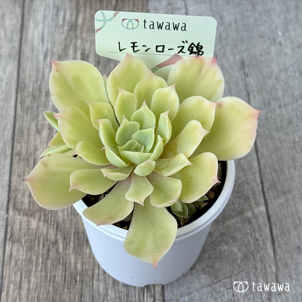 レモンローズ錦①【tawawaハウス苗】