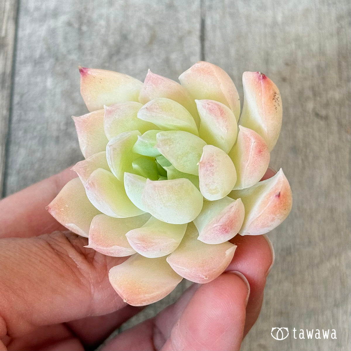 New Arrivals: Ice Green