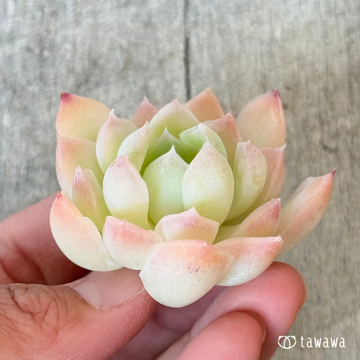 New Arrivals: Ice Green