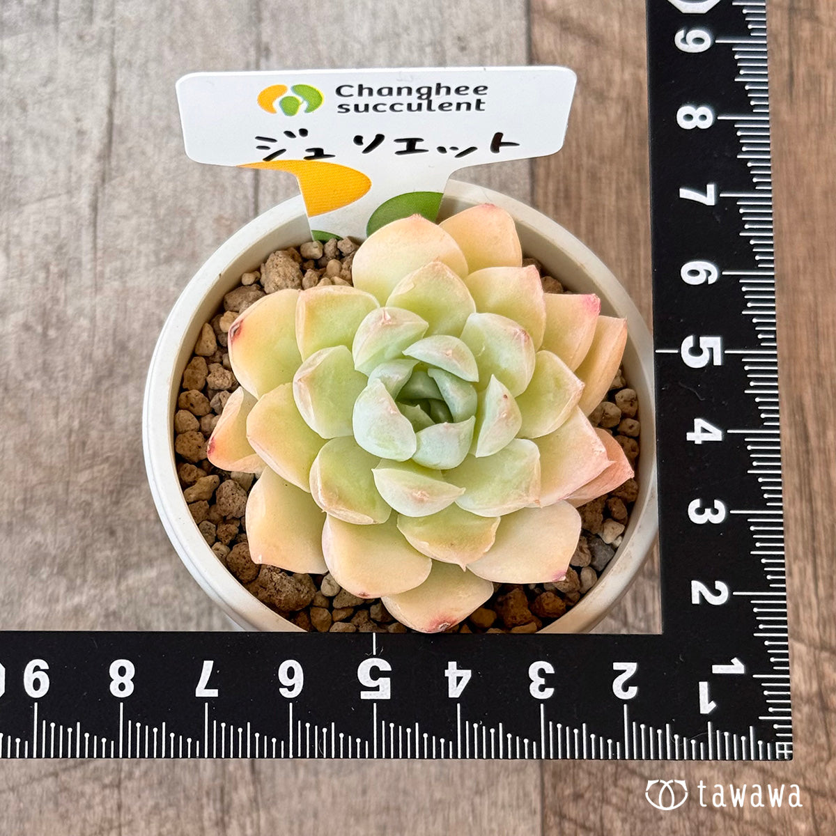 New Arrivals: Ice Green