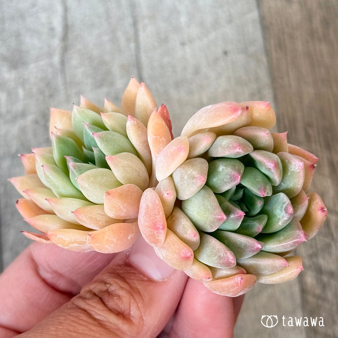 New Arrivals: Ice Green