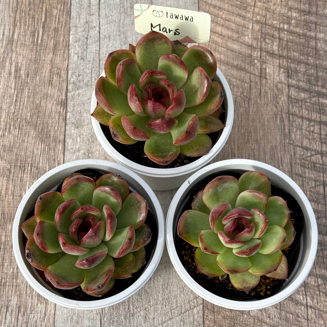 Mars 【tawawaハウス苗】