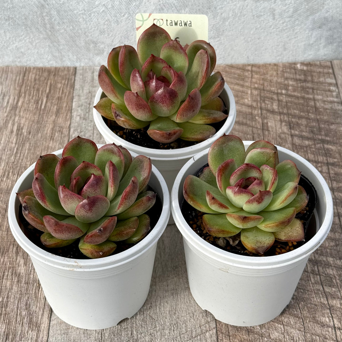 Mars 【tawawaハウス苗】