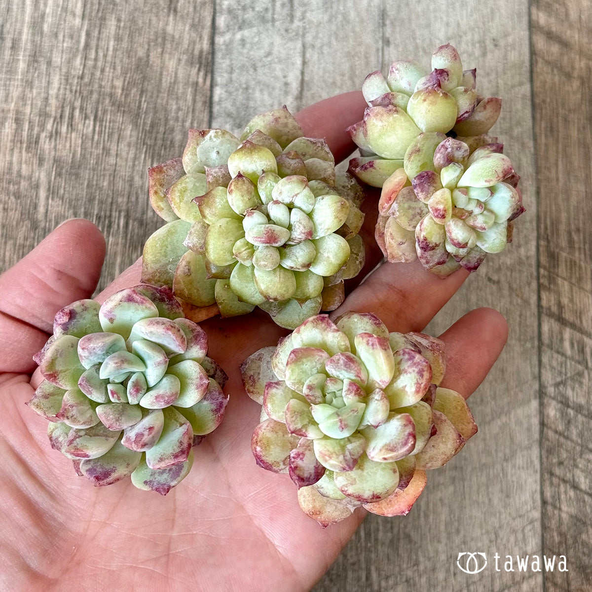 New Arrivals: Ice Green