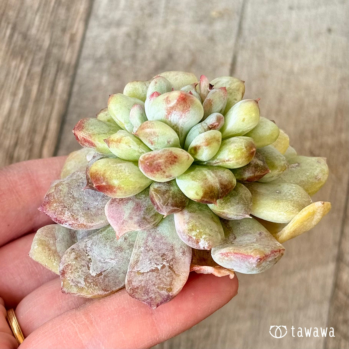 New Arrivals: Ice Green