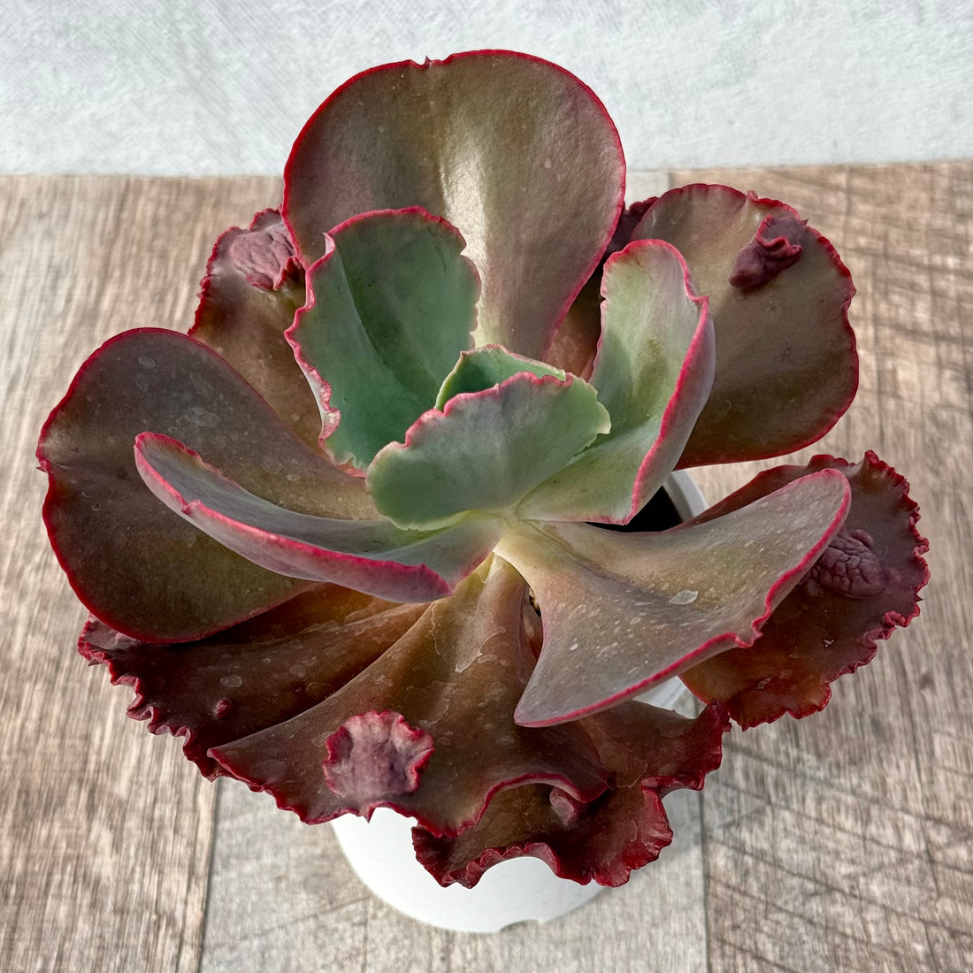 マウナロア 【tawawaハウス苗】