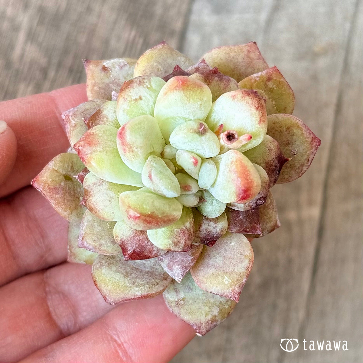 New Arrivals: Ice Green
