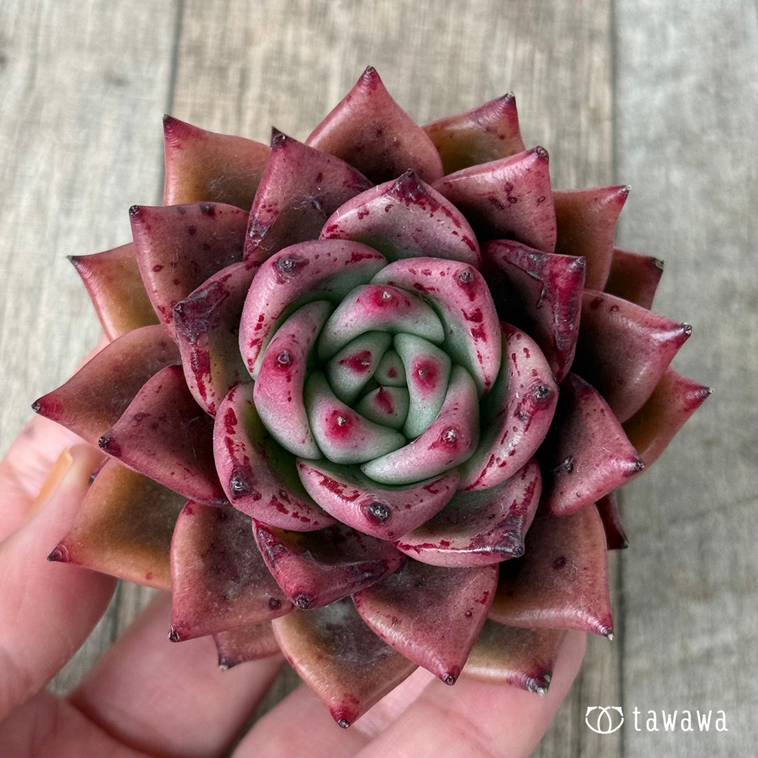 *新入荷* Air magic E80-1【1】(エアーマジック農園苗)