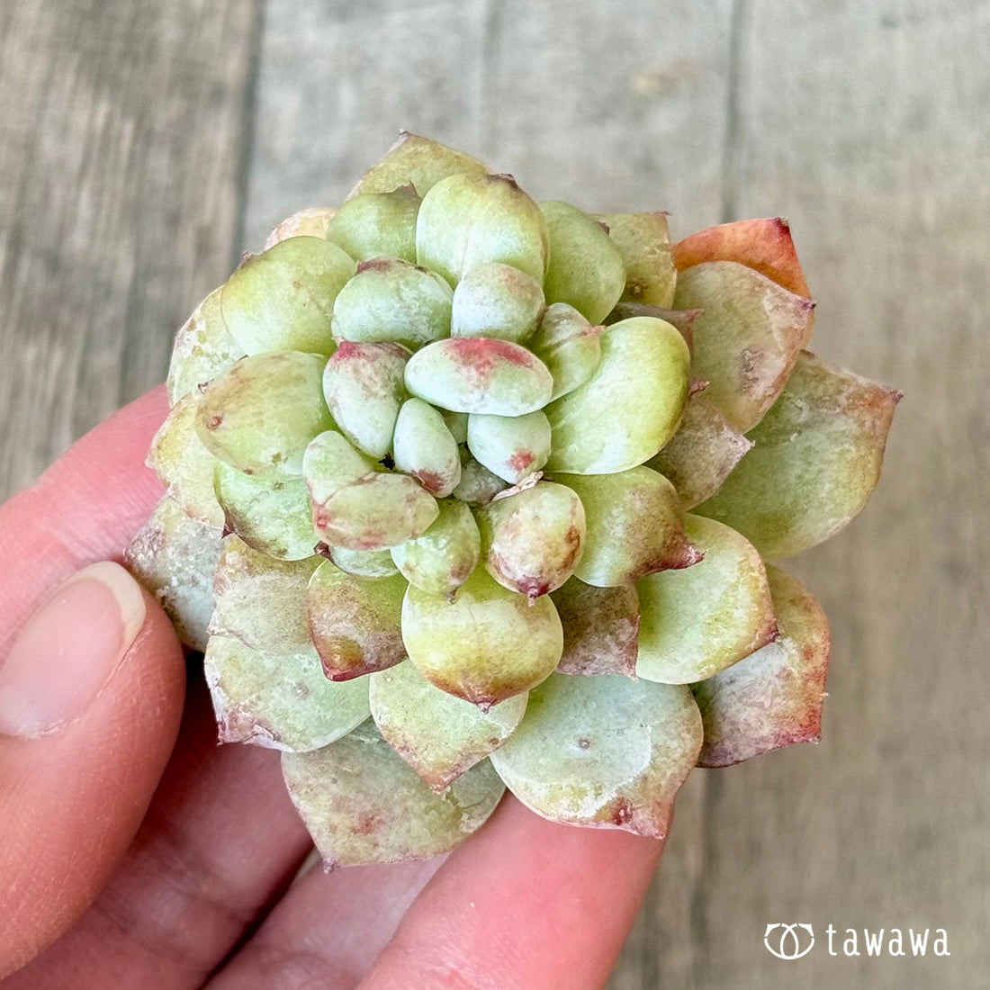 New Arrivals: Ice Green