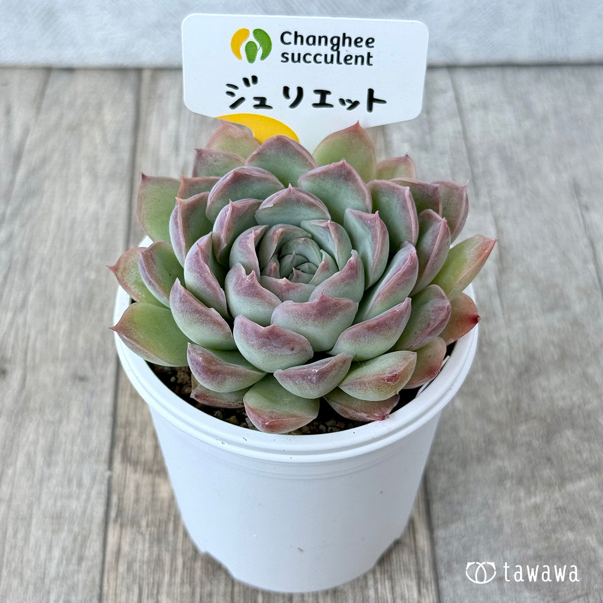 New Arrivals: Ice Green