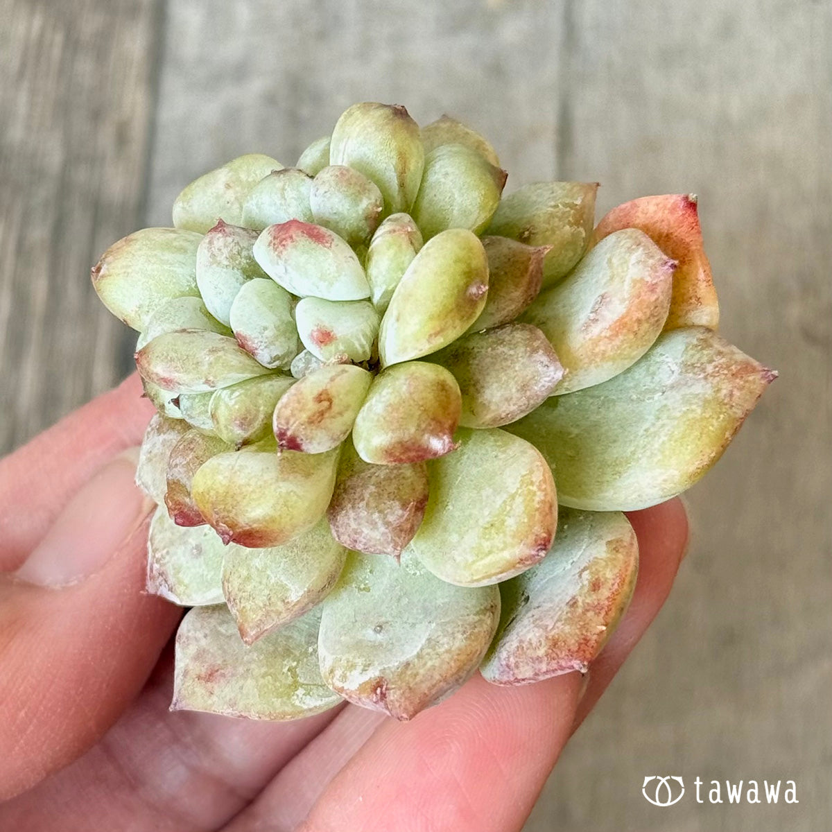 New Arrivals: Ice Green