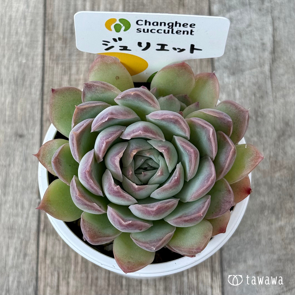 New Arrivals: Ice Green