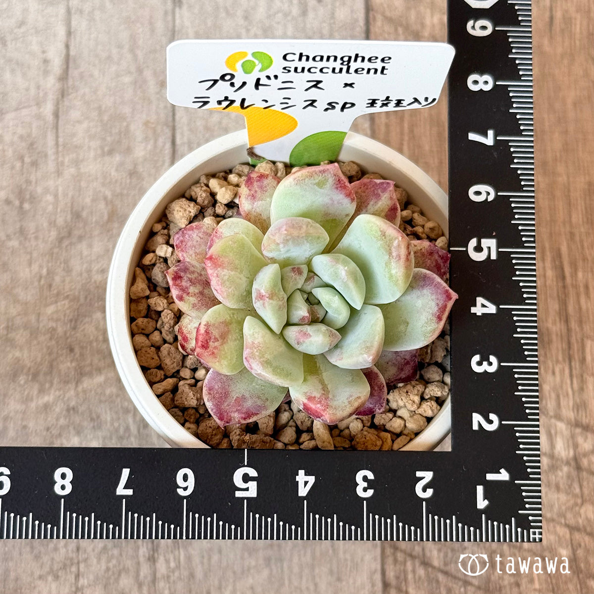 New Arrivals: Ice Green