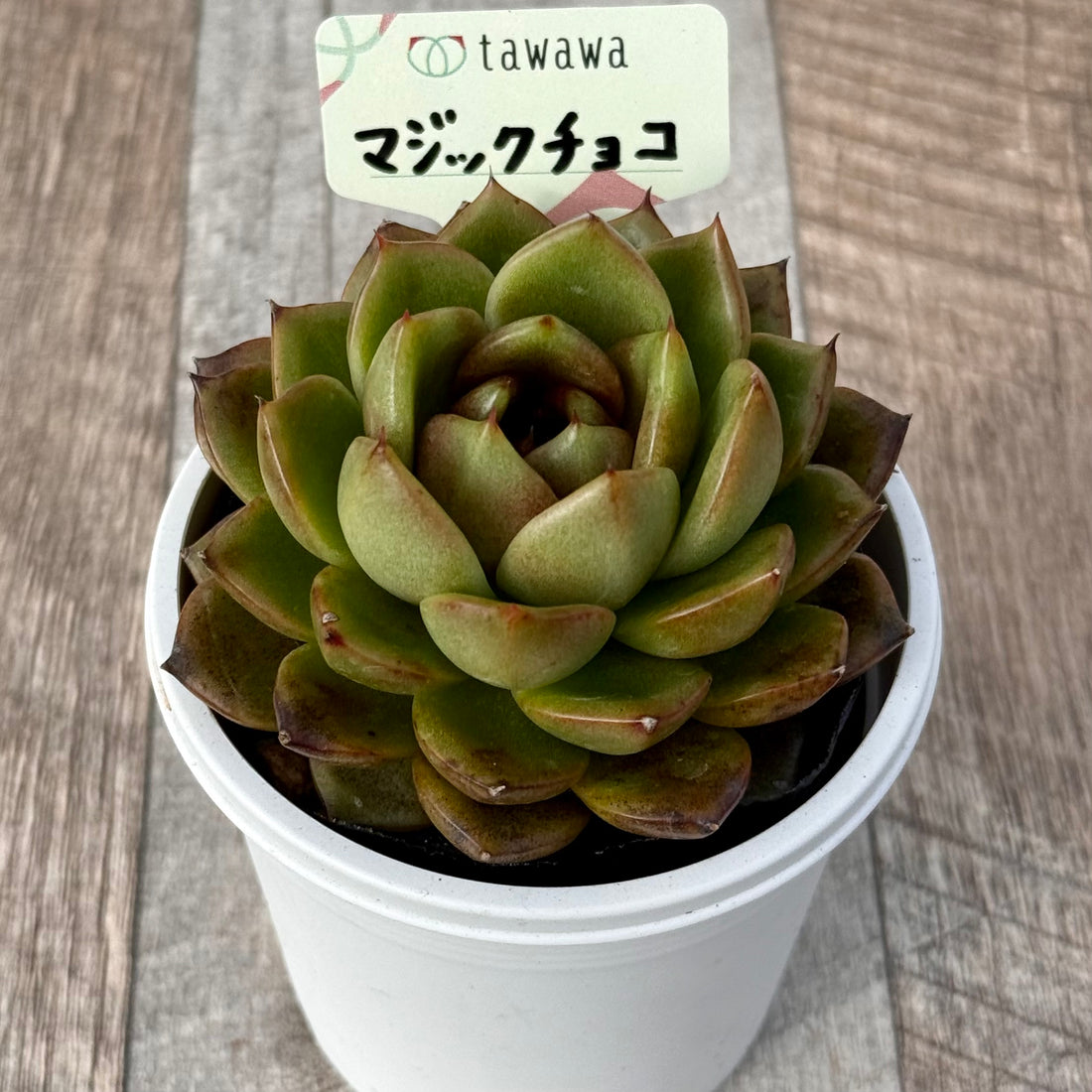 マジックチョコ 【tawawaハウス苗】