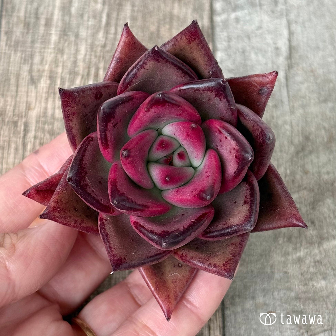 *新入荷* Air magic E80-1【2】(エアーマジック農園苗)