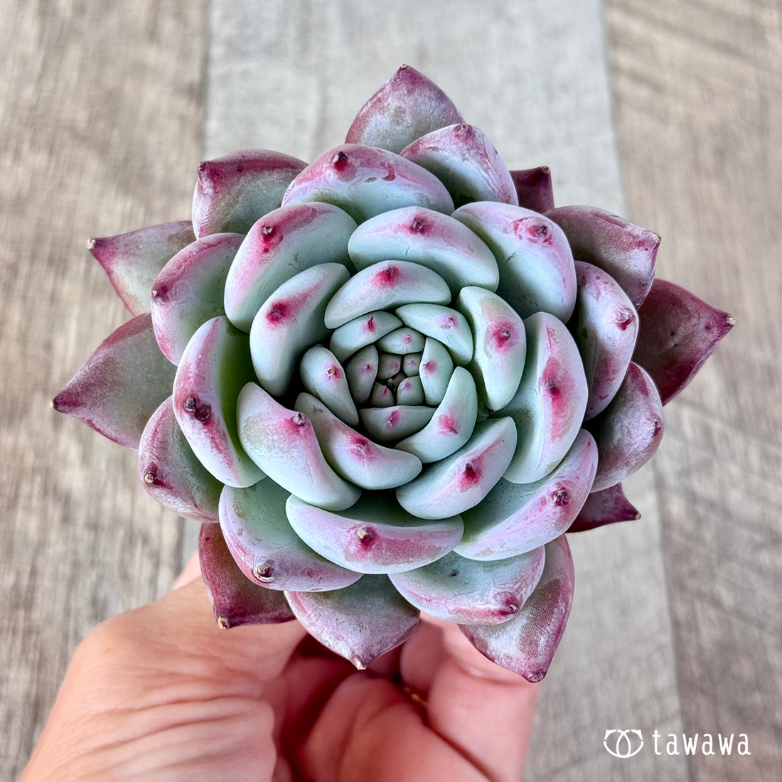 Echeveria colorata hyb.