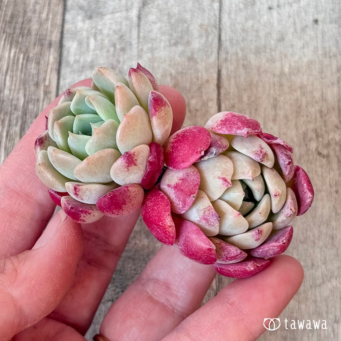 New Arrivals: Ice Green