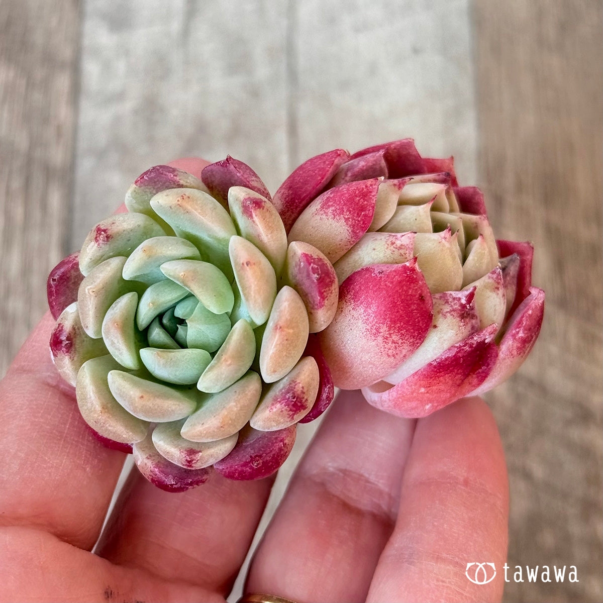 New Arrivals: Ice Green