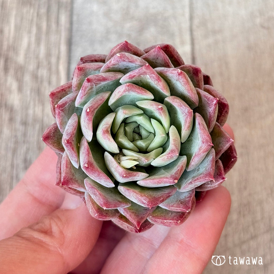 New Arrivals: Ice Green